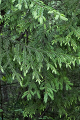 Lush green spruce branches with fresh needles in a forest. Vertical crop.