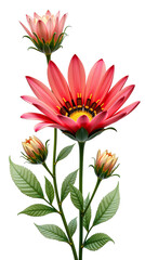 Obraz premium Close-up isolated flowers - Transparent background