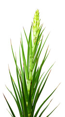 Close-up of a plant with long, thin, green leaves - Transparent background