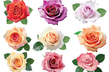 Fototapeta premium A beautiful collection of roses flowers in red and pink colors isolated on white background. Wedding card. Bouquet. Flat lay, top view