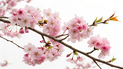 Obraz premium A dreamy capture of pink cherry flowers blooming, radiating serenity and marking the transition into the lush vibrance of spring