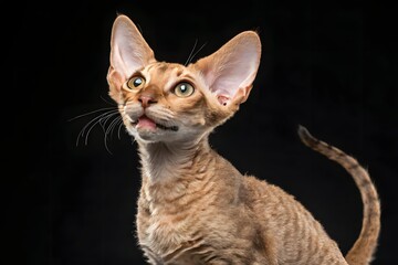 Portrait of a cute feline pet a British Shorthair cat isolated on white