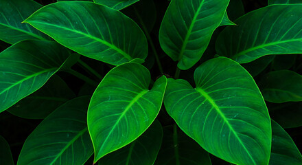 Lush Green Tropical Foliage: A Close-Up Photograph Showcasing Vibrant, Healthy Leaves with Detailed Veins, Evoking a Sense of Nature's Freshness and Growth