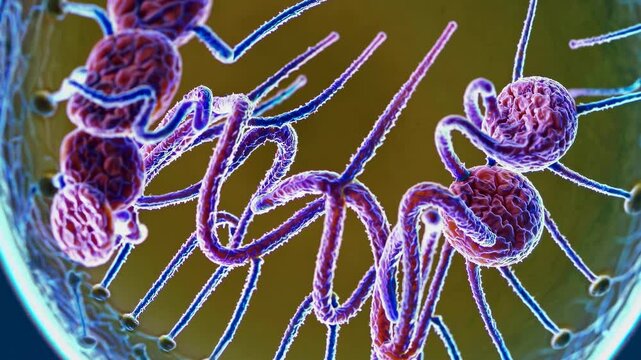 Microscopic view of bacteriophages, viruses that infect and replicate within bacteria, attaching to the surface of a bacterium with their tail fibers