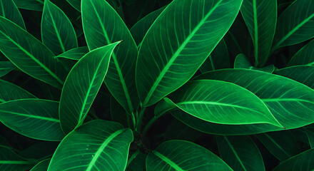 Obraz premium Lush Green Tropical Foliage: A Close-Up Photograph Showcasing Vibrant, Healthy Leaves with Detailed Veins, Evoking a Sense of Nature's Freshness and Growth
