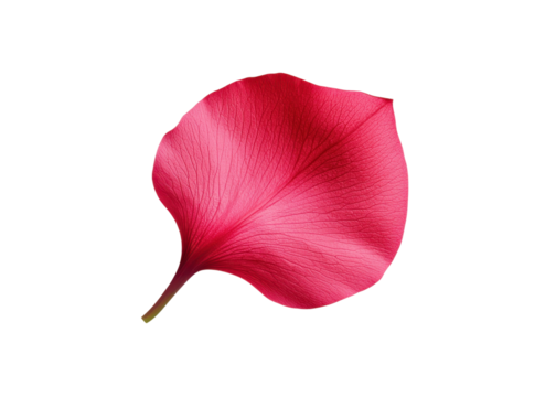 Close up of a single red flower petal isolated on white. Floral design element for backgrounds, cards, and invitations.