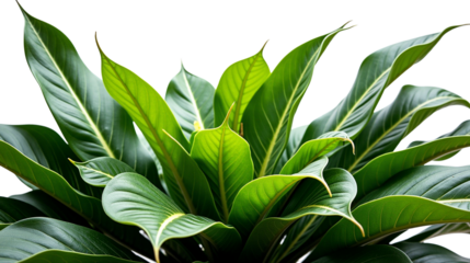 Close-up of a plant with large, green leaves.