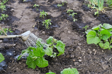 watering of young squash seedlings from a watering can