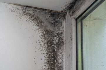 There is a black mold in the corner of the window