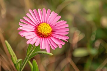 Obraz premium A single pink flower with yellow center blooming amidst green foliage in a natural setting during daylight
