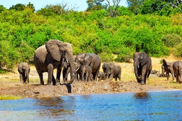 Obraz premium The largest herd of elephants