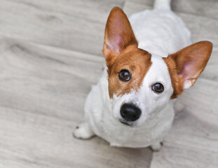 Portrait of a Jack Russell dog looking up.