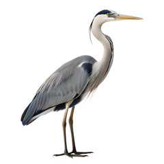 Grey Heron AI Generated Image