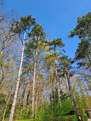 Obraz premium pine forest in the morning