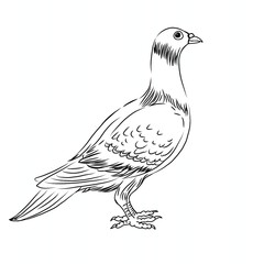 dove illustration in cartoon style vector 