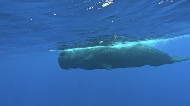 Silent Oceanic Wanderers Mother and Baby Sperm Whale Adventure