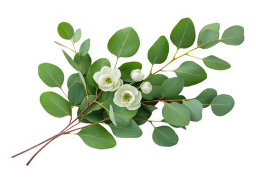 Eucalyptus branches with white flowers isolated on transparent background. Botanical illustration for cards, wedding invitations, design.