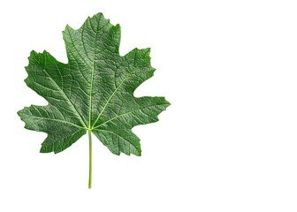 Green grape leaf isolated on transparent background. Close up of a single leaf with detailed veins and texture.