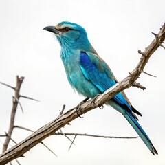 Naklejka premium lilac breasted roller