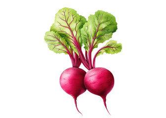 Watercolor illustration of two beets with leaves. Fresh, organic, and healthy food concept.
