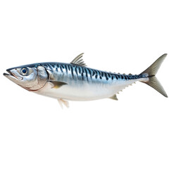 Fototapeta premium Atlantic Mackerel: A detailed study of a fresh, silvery Atlantic mackerel, showcasing its striped pattern and sleek form.