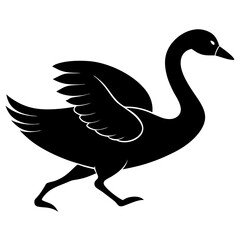 black and white goose