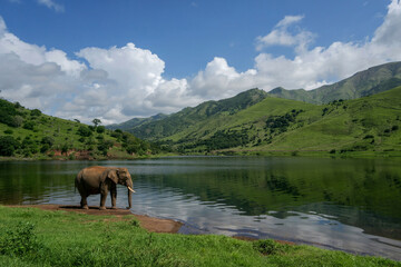 Elephant By Lake Surrounded By Lush Green Hills In Africa Wilderness On A Sunny Day