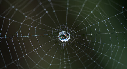 Obraz premium Delicate Spiderweb With Dew Drops, An Intriguing Nature Macro Photography