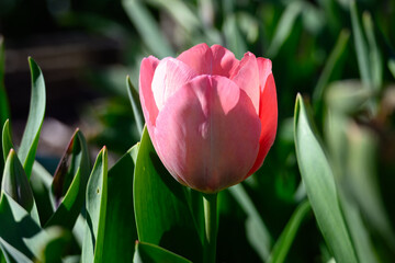close up of a pretty pink tulip flower