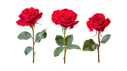 Fototapeta premium Three vibrant deep red roses with long green stems stand upright isolated on a stark transparent background for romance design.