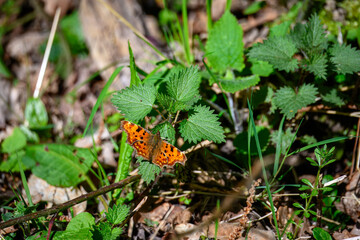 comma butterfly with prominent orange and dark brown dorsal wings resting on the leaf of a stinging...