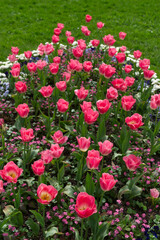 Fototapeta premium Pink Triumph tulips Flower bed