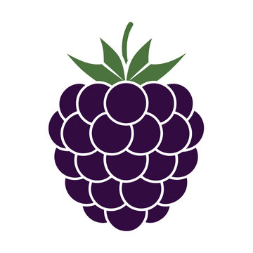 vector illustration of a raspberry