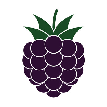 vector illustration of a raspberry