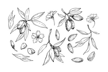 Almond set of vector illustrations hand drawn with ink. Black and white nuts, flowers, branches and leaves. Objects for food and drink label design