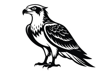 Isolated Osprey Graphic, Detailed Feathers 