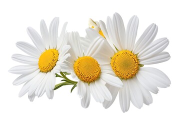 Fototapeta premium Three White Daisy Flowers with Yellow Centers on Transparent Background. Close Up
