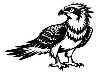 Detailed Black And White Osprey 