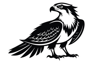 Fototapeta premium Striking Osprey in Black and White, Detailed Feathers on White Background