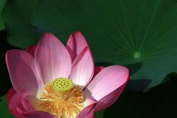 close up of pink lotus flower center with detailed stamens against blurred green lily pad background