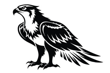 Black and White Eagle with Sharp Details 