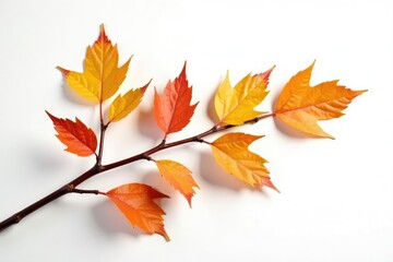 Isolated branches on white background with fallen leaves, minimalist, branches, isolated