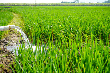 Irrigation of rice fields using pump wells with the technique of pumping water from the ground to...