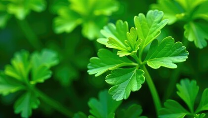 Intricate parsley leaf details, vibrant green hues, plant, eco, wallpaper