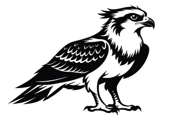 Detailed Osprey in Black and White on a Clean White Background