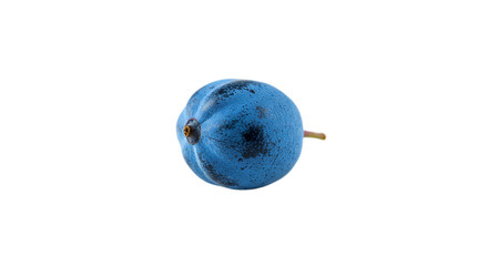 A single blue juniper berry with a stem isolated against a black background in a studio setting