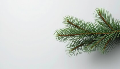  Simple Pine A Clean and Modern Background Featuring a Single Pine Branch on White