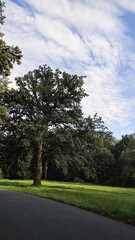 Majestic oak tree standing tall in orlik nad vltavou park in july