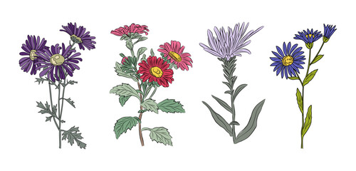 Aster September Birth month flower colorful vector illustrations set isolated on white background. Floral Modern minimalist design for logo, tattoo, wall art, poster, packaging, stickers, prints