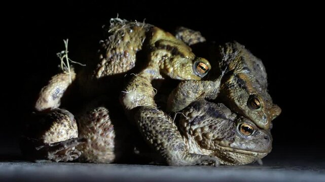 Group of common toad bufo bufo during mating. Pair of huge czech frog during mating season in deep night. Two males and one female. Animal sex life.